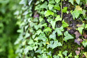 Primavera di pioggia 