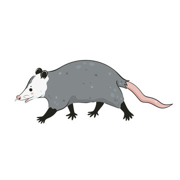 Cute opossum isolated on a white background. Vector graphics.