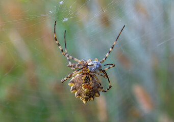Huge spider (Argiope lobata,  Araneidae) on a web, Krimea