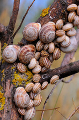 Eobania vermiculata (Helicidae),  accumulation of sleeping mollusks on the branches of plants in summer in the eastern Crimea