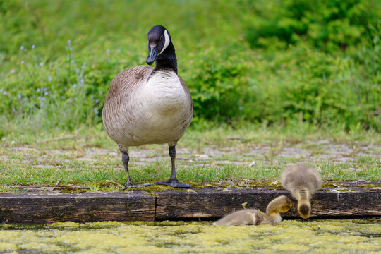 Canada goose and goslings drinking. Branta canadensis.