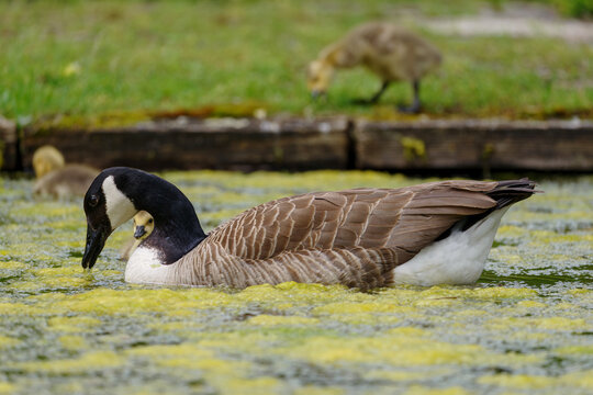 Canada goose and goslings drinking. Branta canadensis.