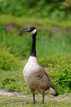 Canada goose. Branta canadensis.