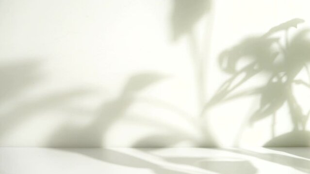 minimalist tropical leaf shadow for product display