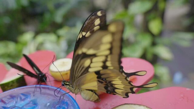 slow-motion di una splendida farfalla tropicale mentre si riposa