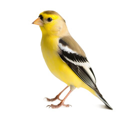 American Goldfinch bird isolated on a transparent background, Generative ai  - obrazy, fototapety, plakaty