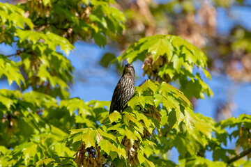 bird on a branch