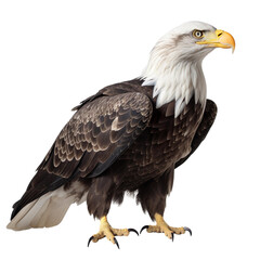 Obraz premium Bald Eagle bird isolated on a transparent background, Generative ai 