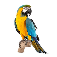 Fototapeta premium Blue-and-yellow Macaw bird isolated on a transparent background, Generative ai 