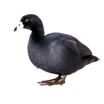 American Coot bird isolated on a transparent background, Generative ai 