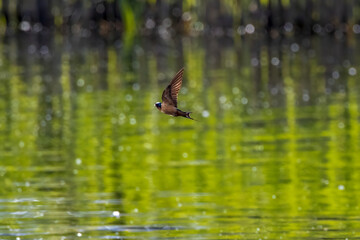 swallow in flight