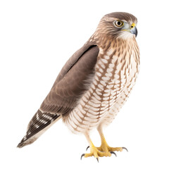 Obraz premium Coopers Hawk bird isolated on a transparent background, Generative ai 