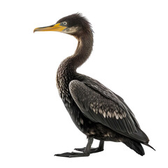 Double-crested Cormorant bird isolated on a transparent background, Generative ai 