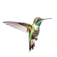 Hummingbird bird isolated on a transparent background, Generative ai 
