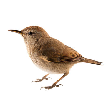 House Wren bird isolated on a transparent background, Generative ai 