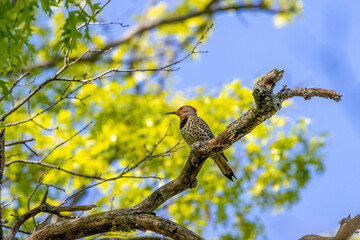northern flicker on a branch