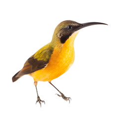 Sunbird bird isolated on a transparent background, Generative ai 