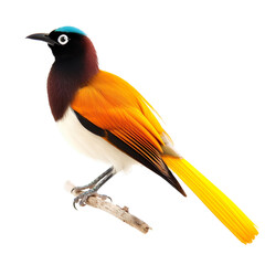 Superb Bird-of-paradise bird isolated on a transparent background, Generative ai 