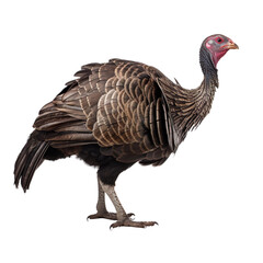 Wild Turkey bird isolated on a transparent background, Generative ai 