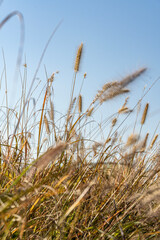 Fototapeta premium 한강의 갈대