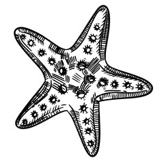 Starfish hand drawn  - obrazy, fototapety, plakaty