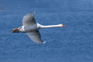 Höckerschwan fliegt über Wasser
