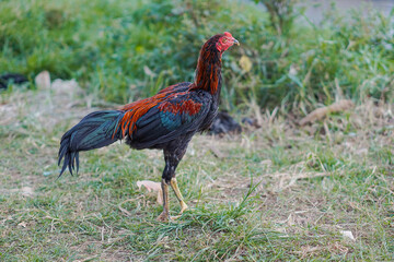 Beautiful young rooster standing on grass on blurred nature green background