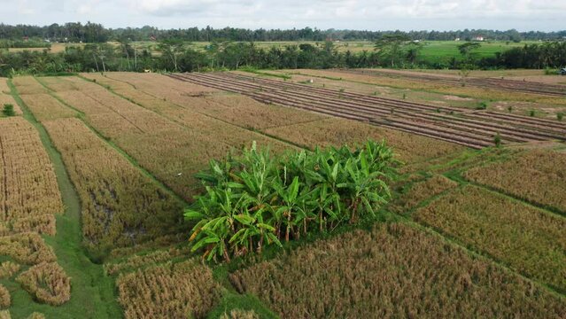 Beautiful aerial dropne footage of brown rice terrace on a beautiful farmland. Copter flying above dry paddy fields and green palm tree grove in agricultural area. Harvesting crops. Growing grains. 