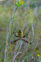 Wasp spider (Argiope bruennichi), a spider sits on a round web, eastern Crimea