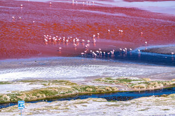 Wild fauna in the red lagoon in the bolivian altiplano