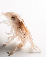 Fototapeta premium squid