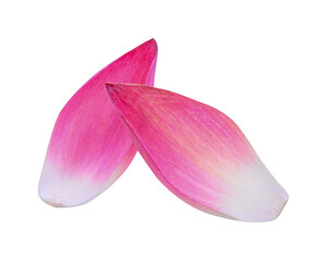  lotus lobes transparent png