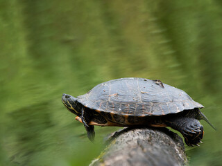 Schildkröte liegt auf einem Baumstamm