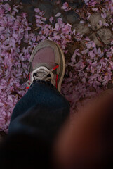 View of pink sakura petals under a woman's feet