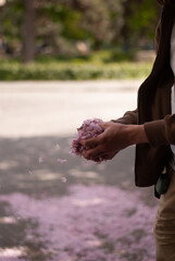 View of pink sakura petals in hands of a man