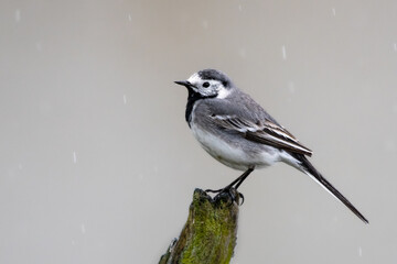 Bachstelze sitzt im Regen