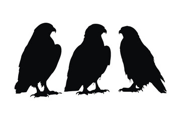 Fototapeta premium Hawk standing in different positions, silhouette set vector. Adult hawk silhouette collection on a white background. Carnivore birds like eagles, falcons, and hawks full body silhouette bundle.