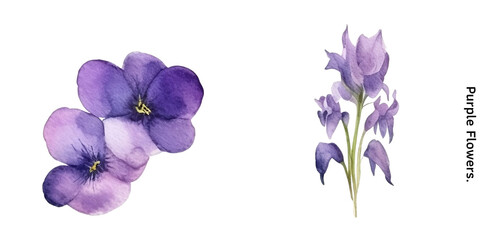 Fototapeta na wymiar Purple flowers 