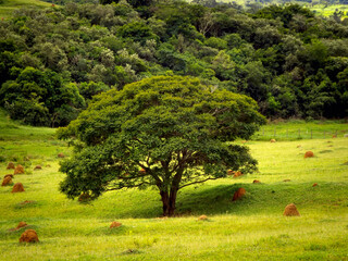 beautiful tree in the meadow