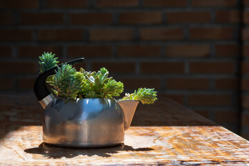 sucullent plants in aluminum kettle