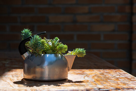 sucullent plants in aluminum kettle