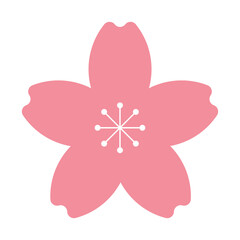 pink sakura flower isolated