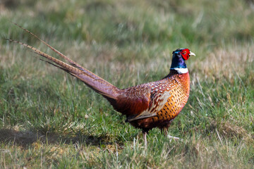 Fasanenhahn stolziert über die Wiese
