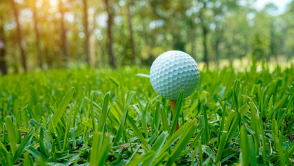Golf ball on green grass in the evening golf course with sunshine background.