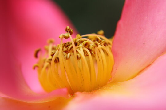 Detalle de flor (antera). Fotograf&iacute;a macro. Flor rosa