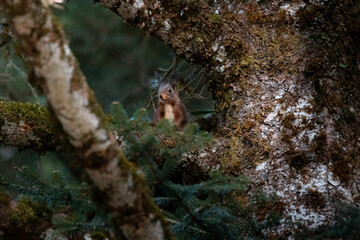 Squirrel climbed on the branch of a pine