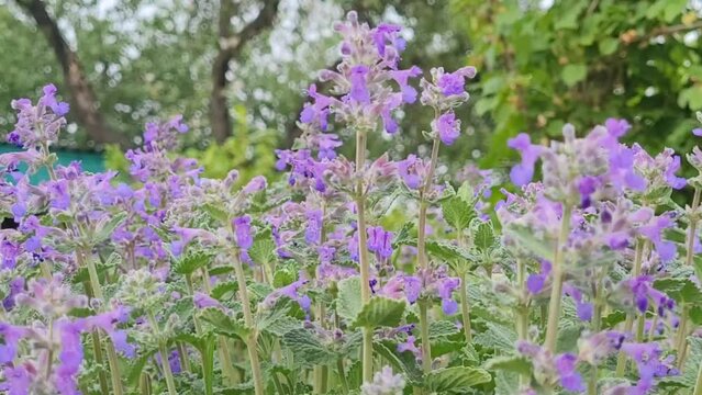 catnip flower. Nature blooming background. Beautiful Catmint flower in field. Violet Nepeta Cataria flowers. Close-up Catnip flowers on meadow close-up selective focus.