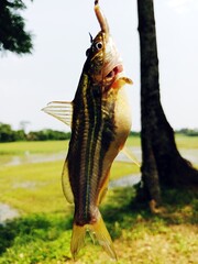 Fish from hook.A fish caught with a hook and line.Catch the fish.get the fish.fish with backround...