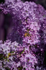 Obraz premium A bee collects nectar from lilac flowers. Beautiful lilac. spring