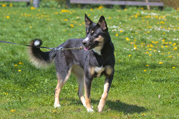 Lapponian herder dog during a morning walk in the city park. The Lapsk vallhund originated in Finland. Pets. Sunny day. Close-up.